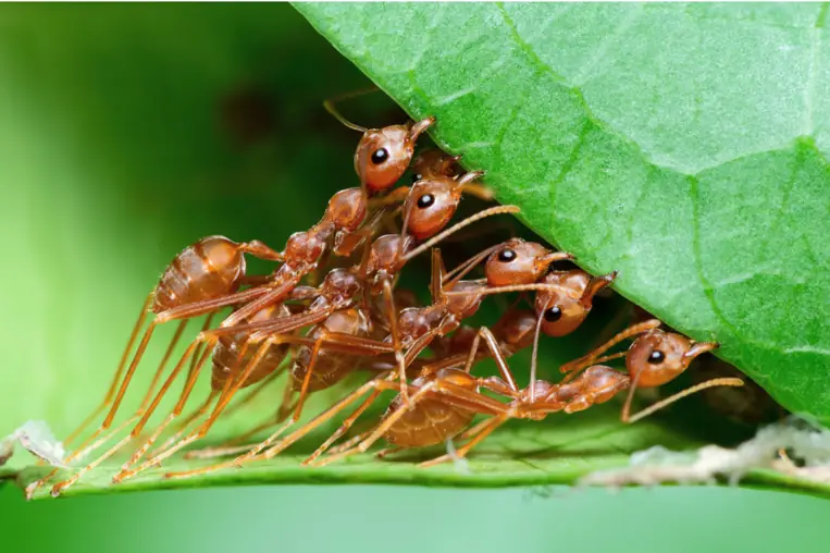 Ants working together beneath a leaf