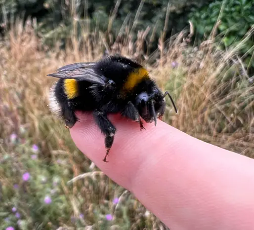 A bumblebee resting on a finger