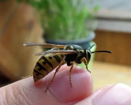 A wasp resting on a finger